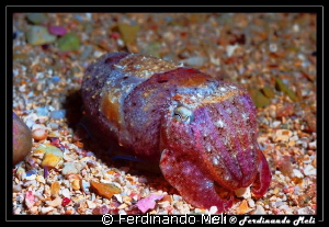 Cuttlefish by Ferdinando Meli 